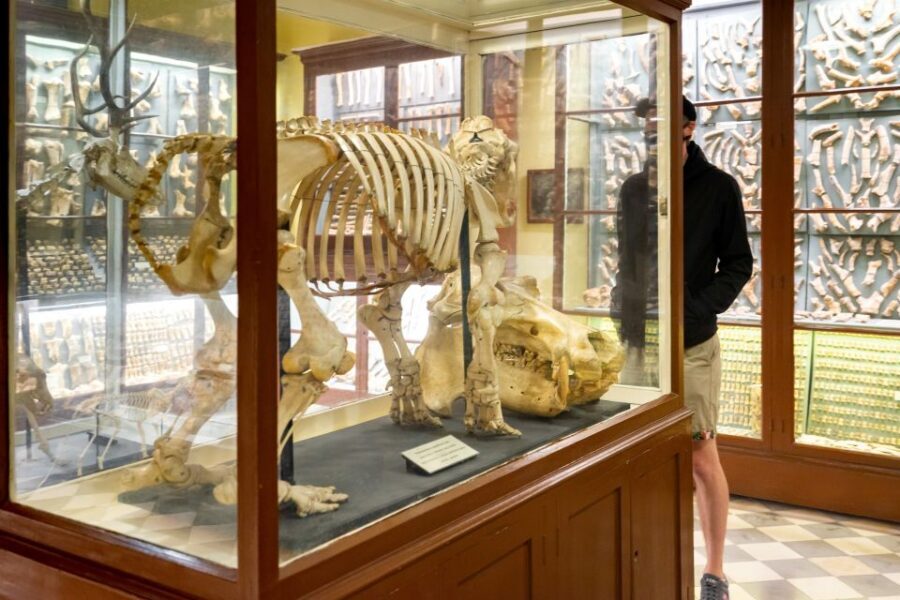 Prehistoric Temples of Malta Tour - Ghar Dalam Cave & Museum: Bones, Fossils, and the Scale of the Cave