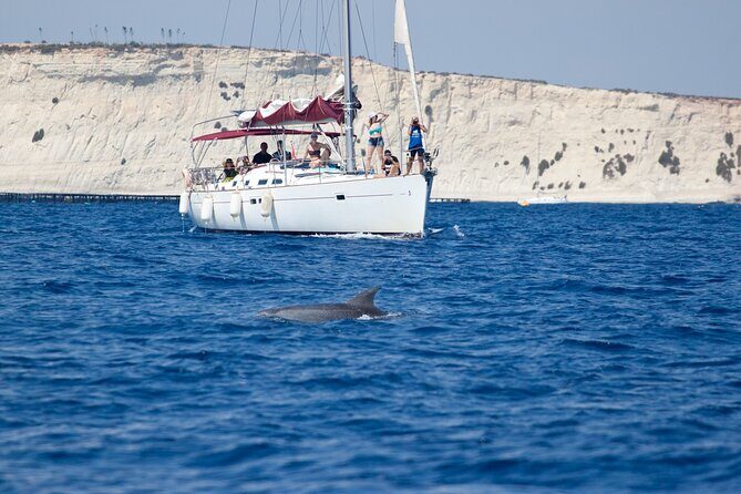 Private Marine Life Spotting - Dolphin watching EcoMarine Malta - Key things to know before you go