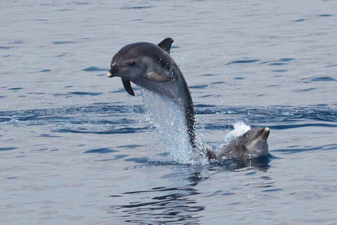 Private Marine Life Spotting - Dolphin watching EcoMarine Malta - Patrizia and Giovanni: why the people on board change the whole trip