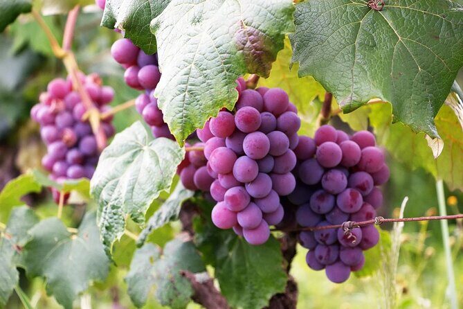 The Taste of Malta Artisan Wine Pairing - Key highlights to know before you go