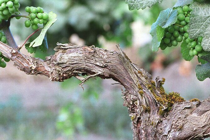 The Taste of Malta Artisan Wine Pairing - What to Do After the Tasting